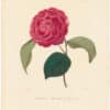 Berlese Pl. 297, Camellia Alexandre le Grand