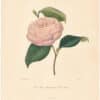 Berlese Pl. 300, Camellia American Dunloops