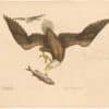 Catesby 1754, Vol. 1 Pl. 1, The Bald Eagle