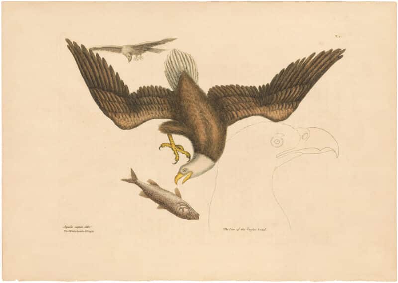 Catesby 1754, Vol. 1 Pl. 1, The Bald Eagle