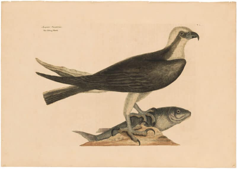 Catesby 1754, Vol. 1 Pl. 2, The Fishing Hawk