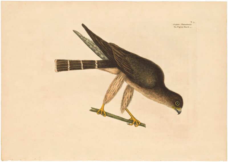 Catesby 1754, Vol. 1 Pl. 3, The Pigeon Hawk