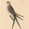 Catesby 1754, Vol. 1 Pl. 4, The Swallow Tail Hawk