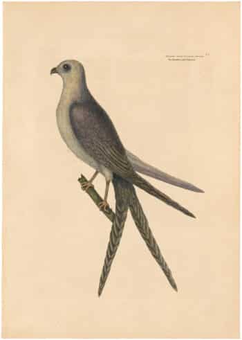Catesby 1754, Vol. 1 Pl. 4, The Swallow Tail Hawk