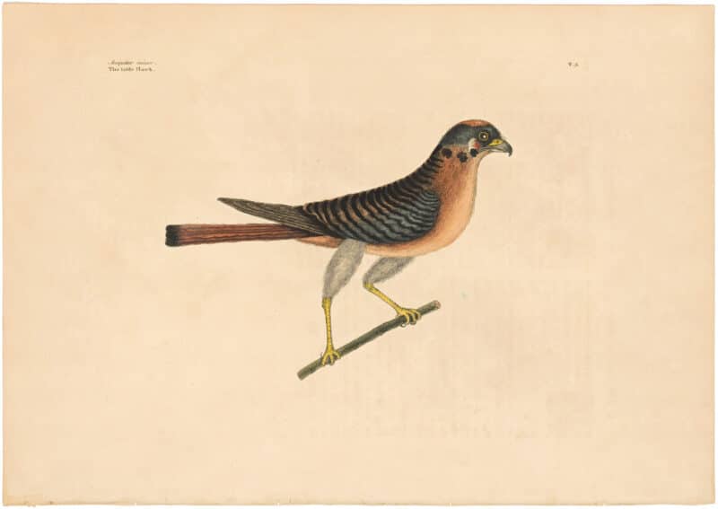 Catesby 1754, Vol. 1 Pl. 5, The Little Hawk
