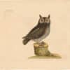 Catesby 1754, Vol. 1 Pl. 7, The Little Owl