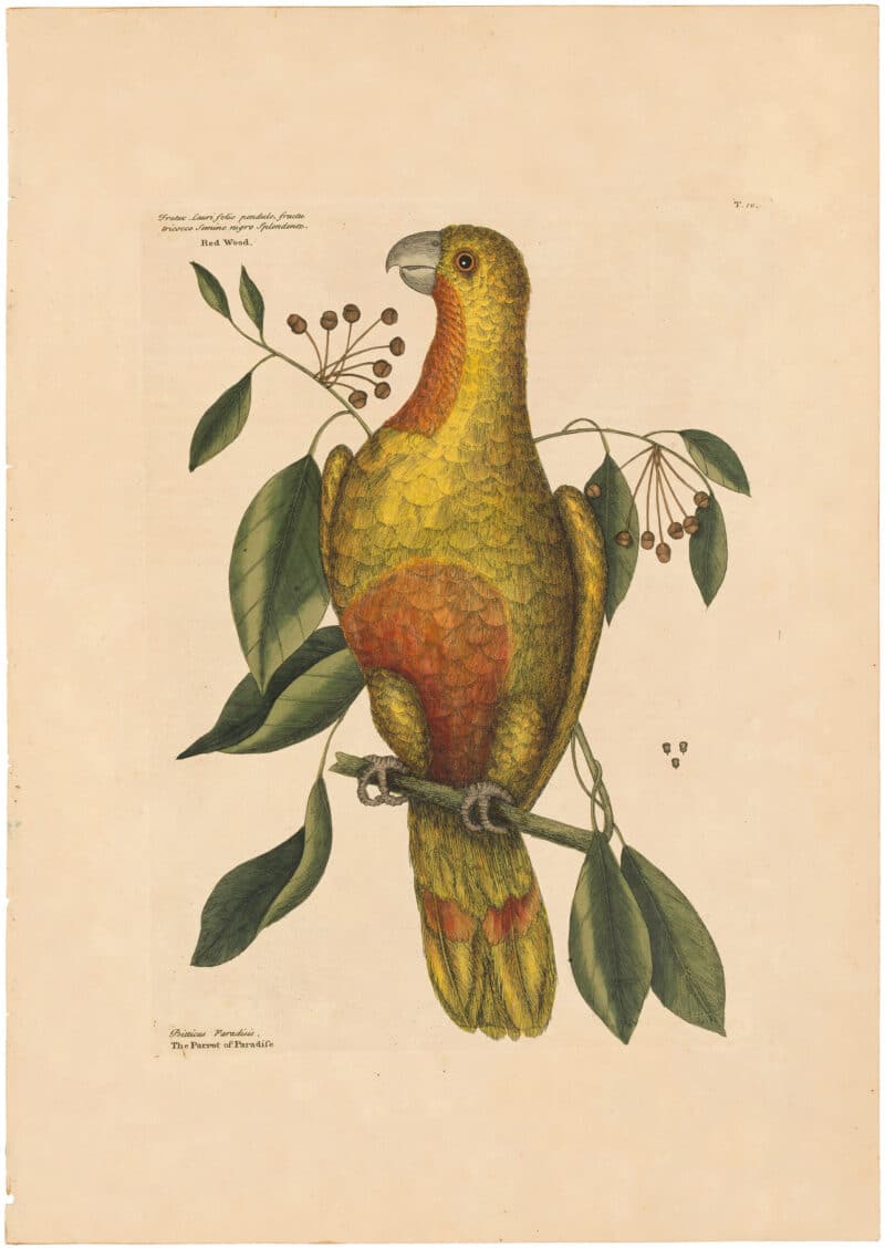 Catesby 1754, Vol. 1 Pl. 10, The Parrot of Paradise of Cuba