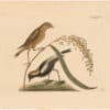 Catesby 1754, Vol. 1 Pl. 14, The Rice-Bird