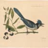 Catesby 1754, Vol. 1 Pl. 15, The Blue Jay