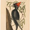Catesby 1754, Vol. 1 Pl. 16, The Largest White Billed Woodpecker