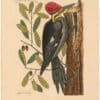Catesby 1754, Vol. 1 Pl. 17, The Larger Red Crested Woodpecker