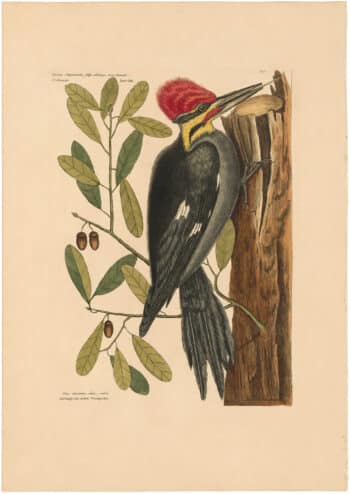 Catesby 1754, Vol. 1 Pl. 17, The Larger Red Crested Woodpecker
