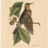 Catesby 1754, Vol. 1 Pl. 18, The Gold Winged Woodpecker