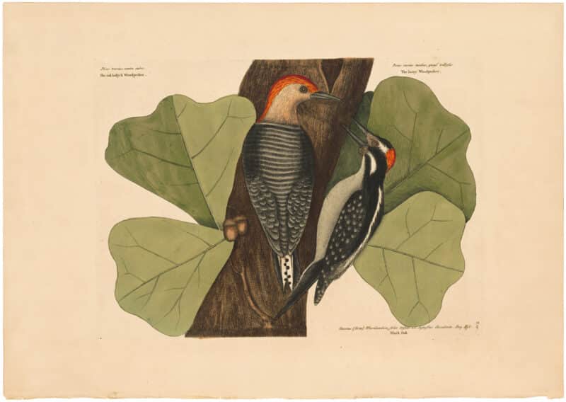Catesby 1754, Vol. 1 Pl. 19, The Red Bellied Woodpecker