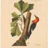 Catesby 1754, Vol. 1 Pl. 20, The Red Headed Woodpecker