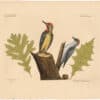 Catesby 1754, Vol. 1 Pl. 21, The Yellow Bellied Woodpecker