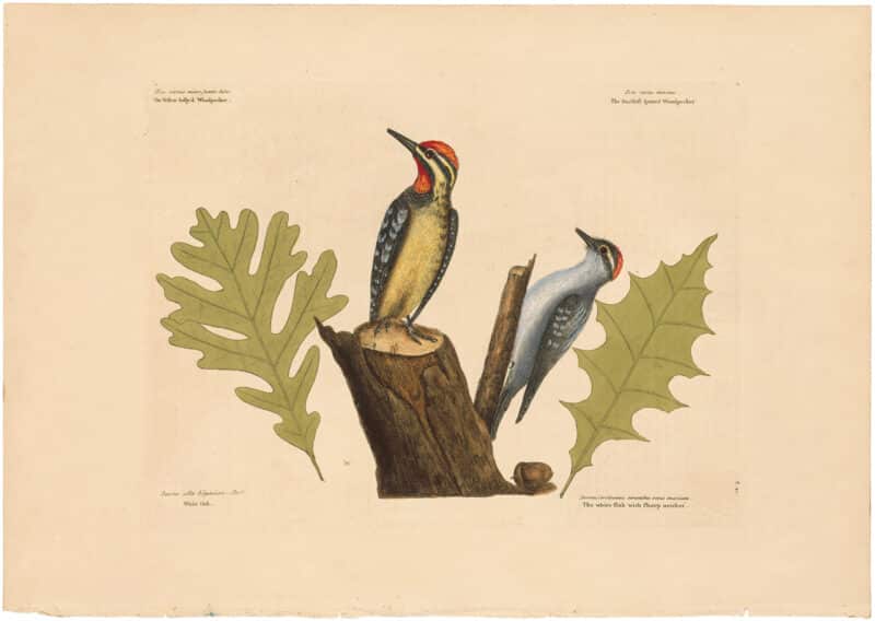 Catesby 1754, Vol. 1 Pl. 21, The Yellow Bellied Woodpecker