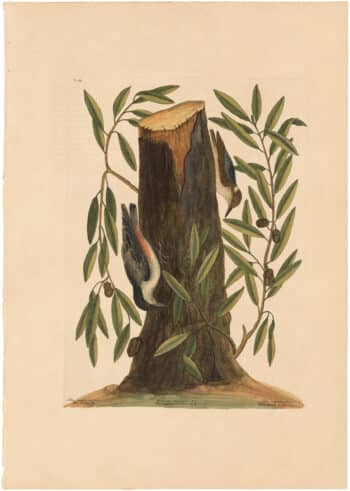 Catesby 1754, Vol. 1 Pl. 22, The Nuthatch