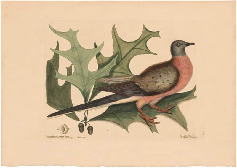 Catesby 1754, Vol. 1 Pl. 23, The Pigeon of Passage