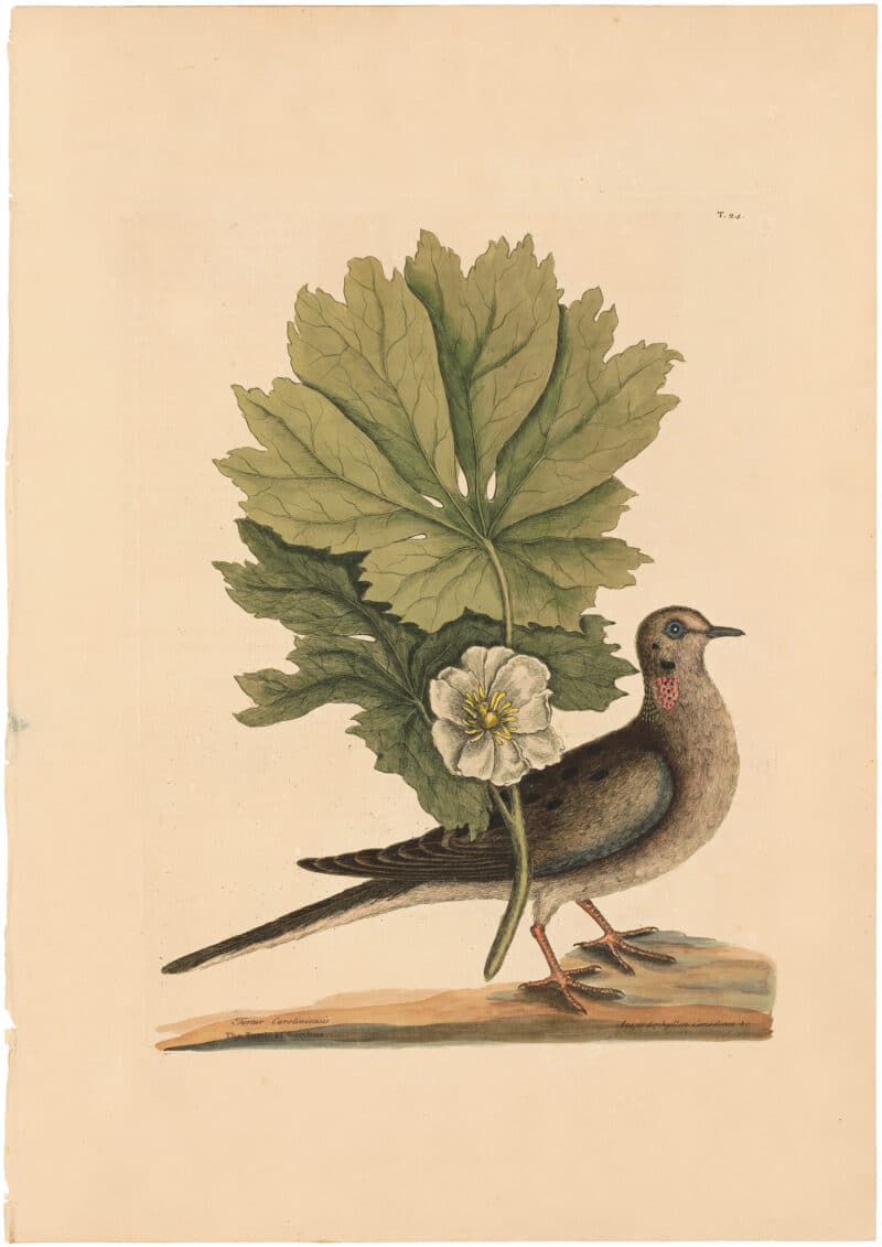 Catesby 1754, Vol. 1 Pl. 24, The Turtle of Carolina