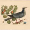 Catesby 1754, Vol. 1 Pl. 25, The White Crowned Pigeon
