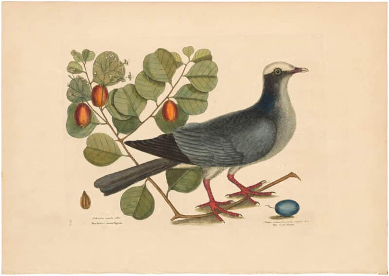 Catesby 1754, Vol. 1 Pl. 25, The White Crowned Pigeon