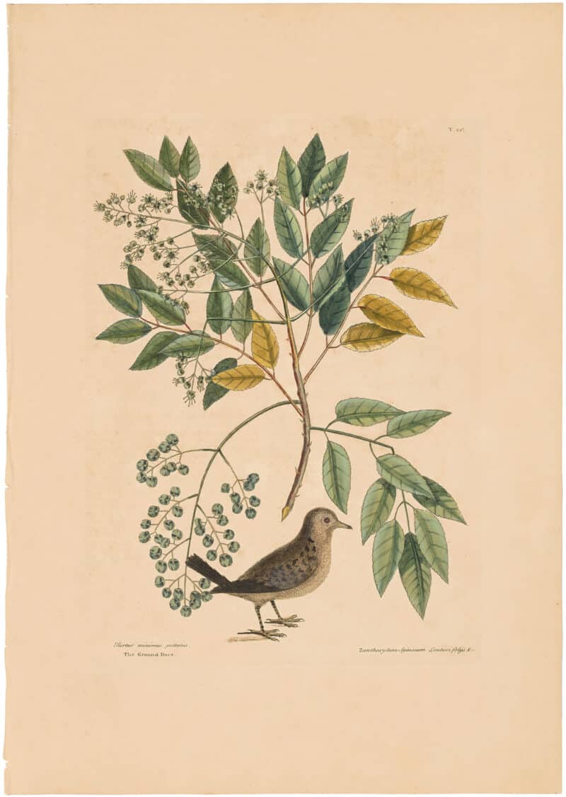 Catesby 1754, Vol. 1 Pl. 26, The Ground Dove