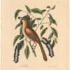 Catesby 1754, Vol. 1 Pl. 28, The Foxcoloured Thrush