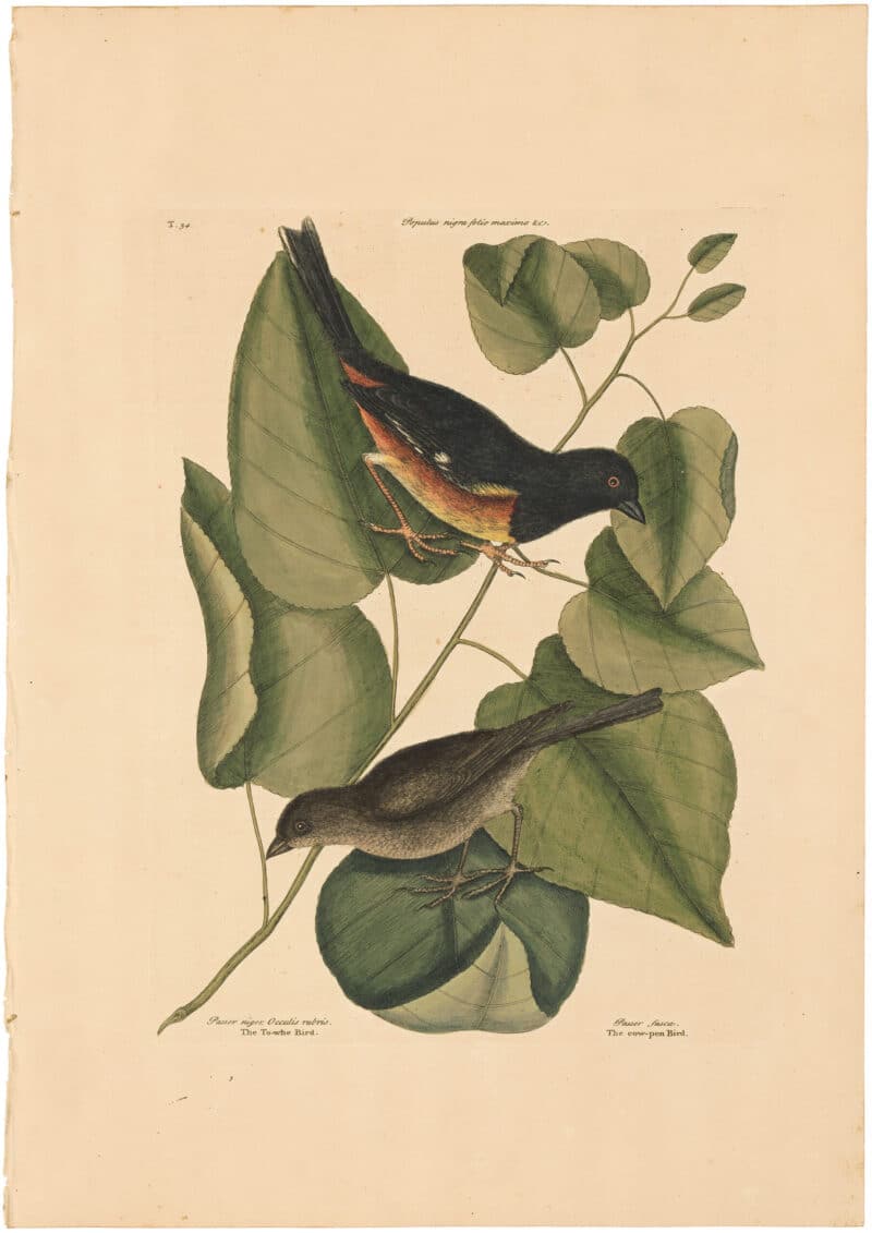 Catesby 1754, Vol. 1 Pl. 34, The Towhe Bird