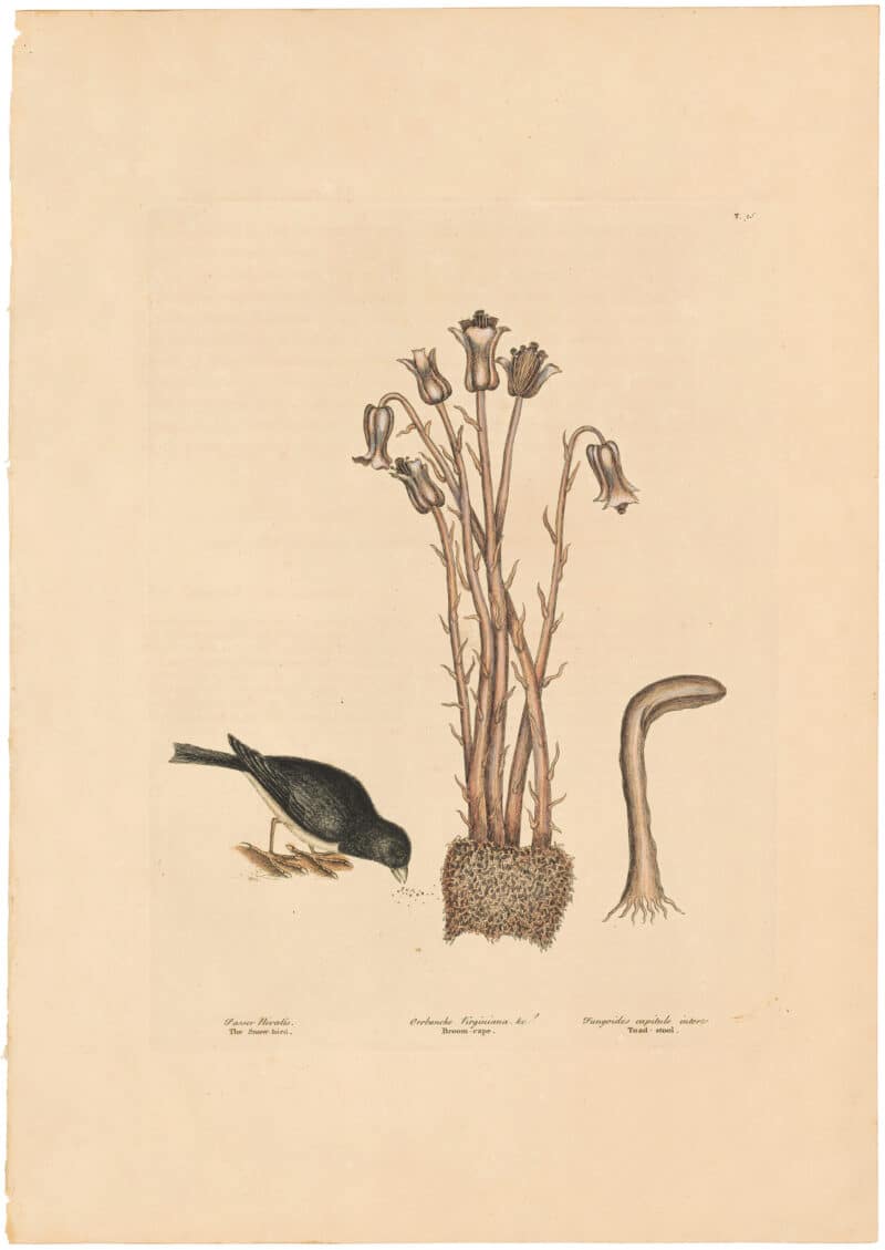 Catesby 1754, Vol. 1 Pl. 36, The Snow Bird