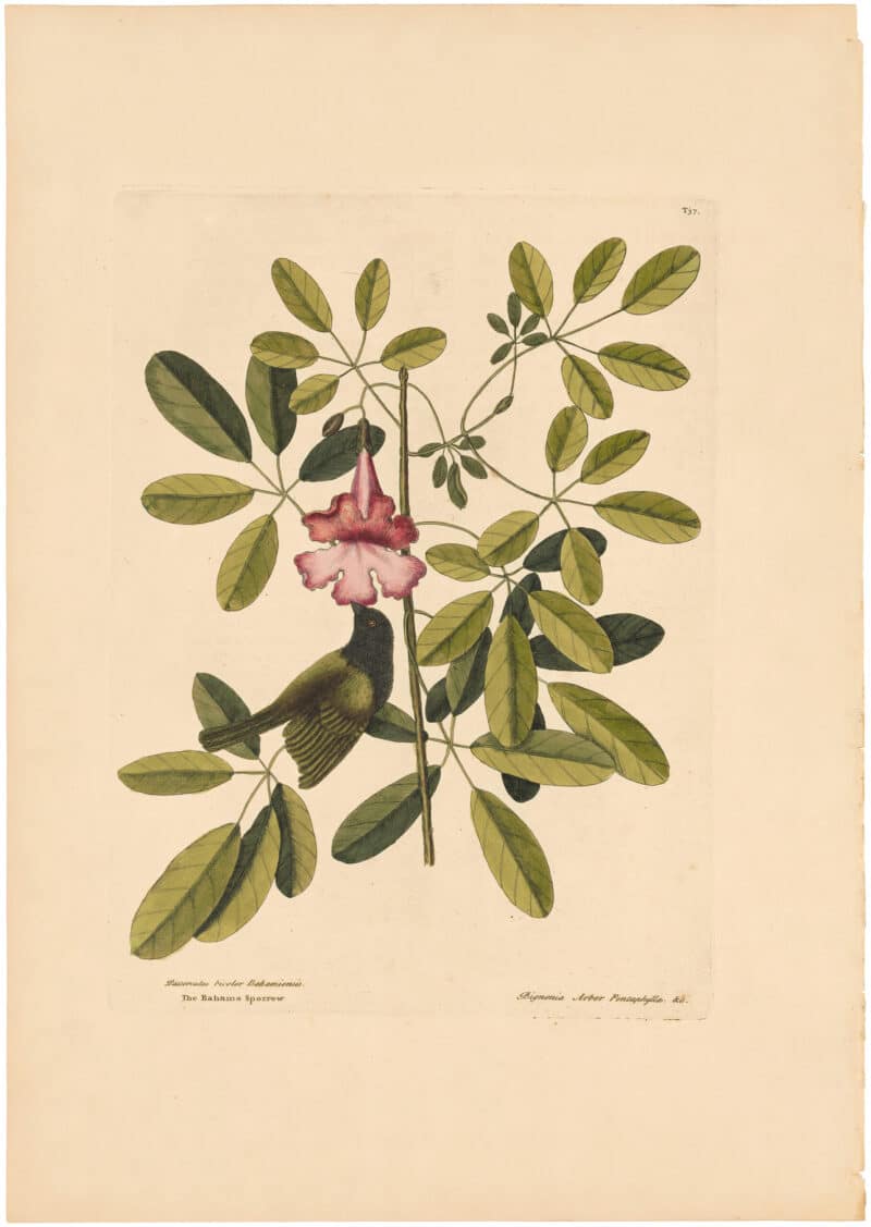 Catesby 1754, Vol. 1 Pl. 37, The Bahama Sparrow