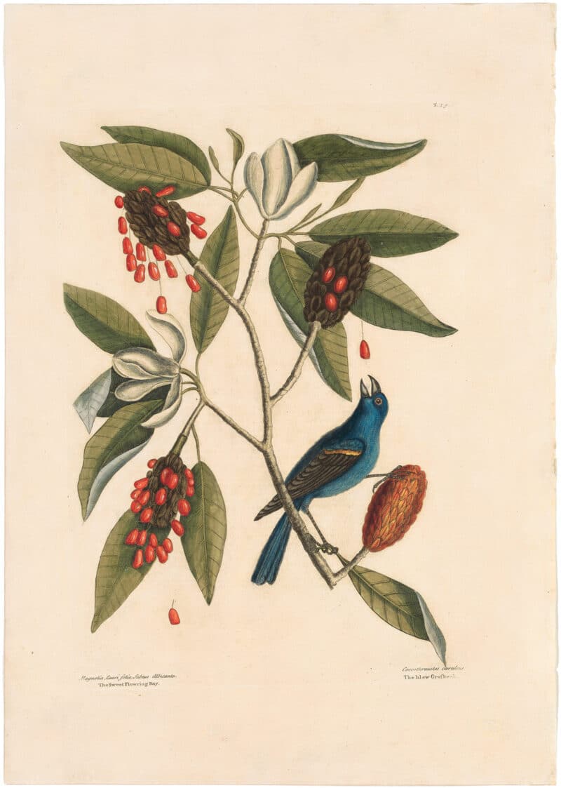 Catesby 1754, Vol. 1 Pl. 39, The Blue Grosbeak