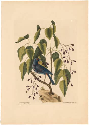 Catesby 1754, Vol. 1 Pl. 40, The Purple Grosbeak