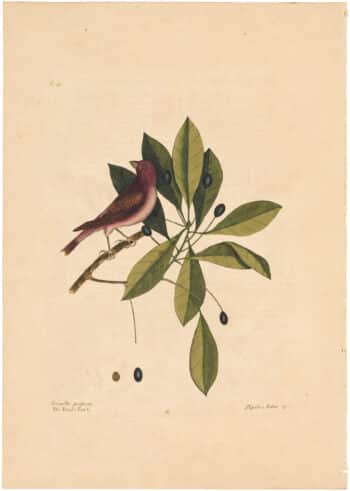 Catesby 1754, Vol. 1 Pl. 41, The Purple Finch