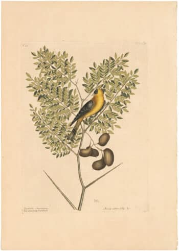 Catesby 1754, Vol. 1 Pl. 43, The American Goldfinch