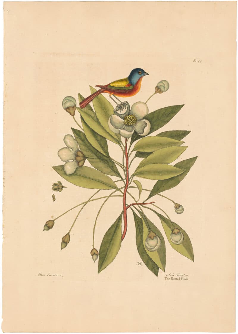 Catesby 1754, Vol. 1 Pl. 44, The Painted Finch