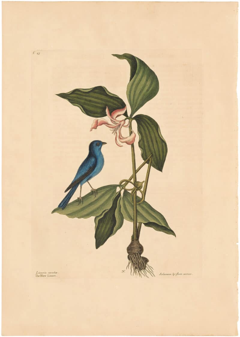 Catesby 1754, Vol. 1 Pl. 45, The Blue Linnet