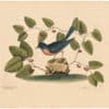 Catesby 1754, Vol. 1 Pl. 47, The Blue Bird