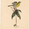 Catesby 1754, Vol. 1 Pl. 50, The Yellow-Breasted Chat
