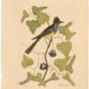 Catesby 1754, Vol. 1 Pl. 52, The Crested Flycatcher