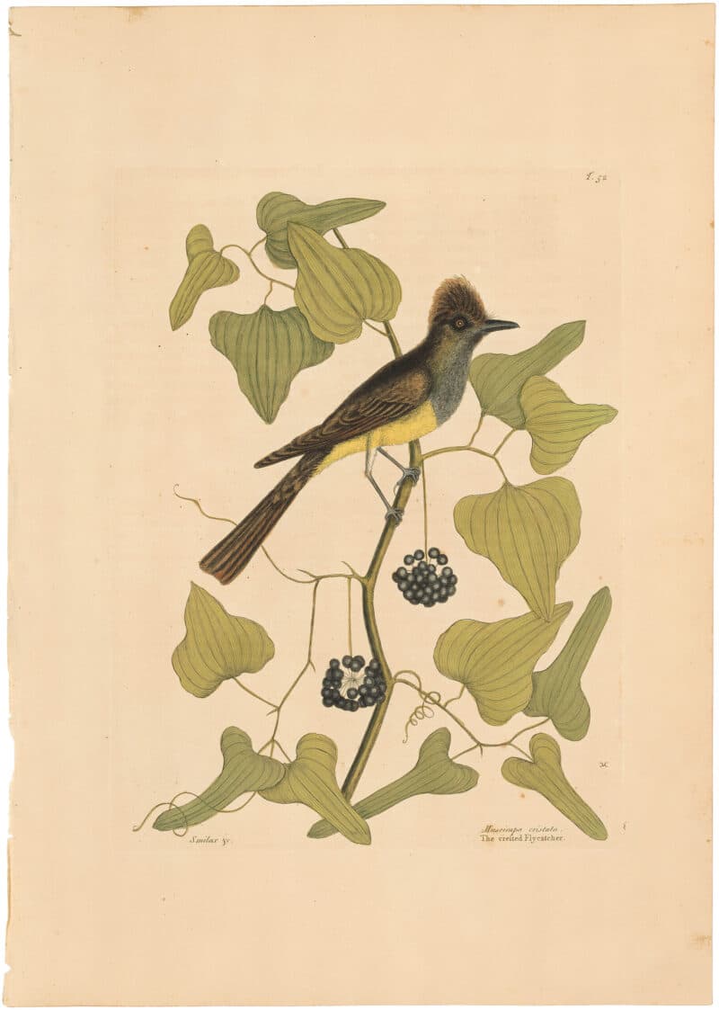 Catesby 1754, Vol. 1 Pl. 52, The Crested Flycatcher