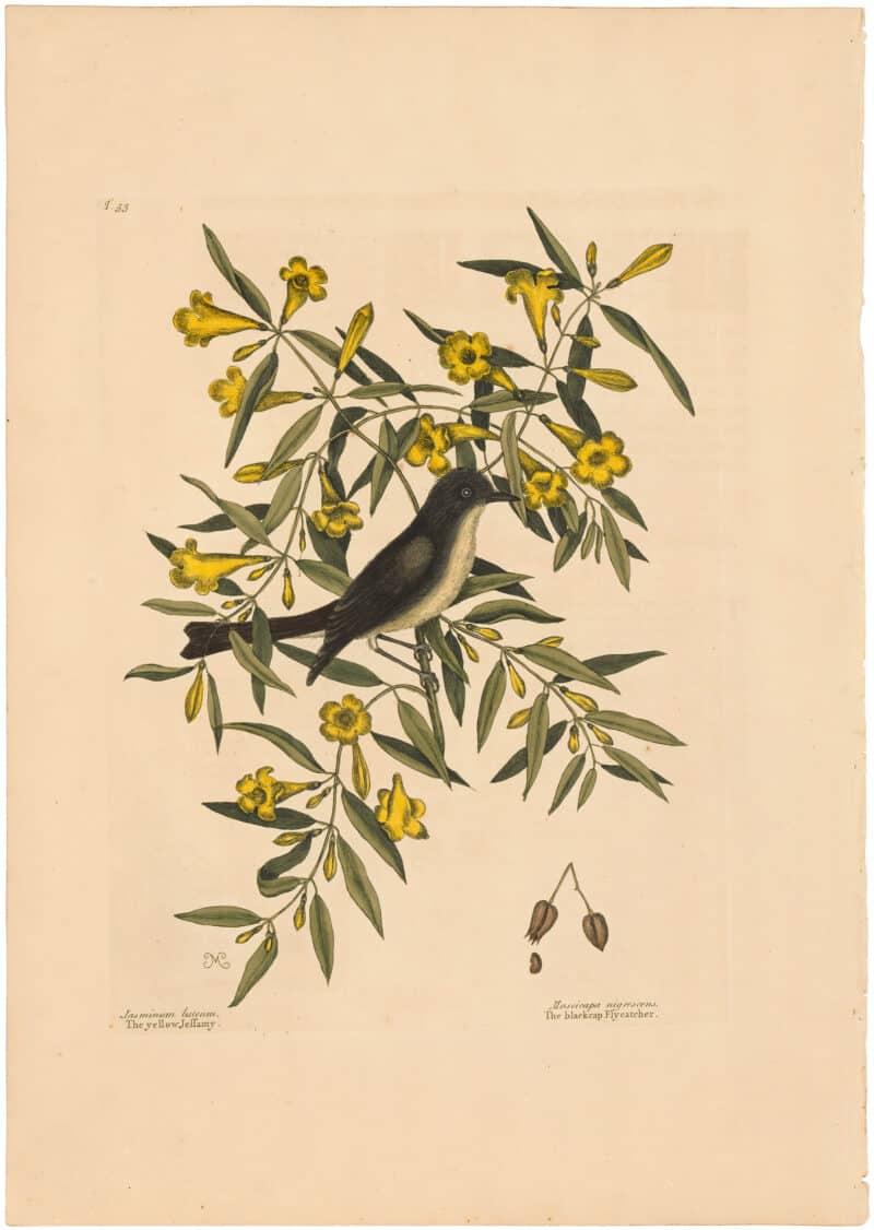 Catesby 1754, Vol. 1 Pl. 53, The Blackcap Flycatcher