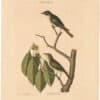 Catesby 1754, Vol. 1 Pl. 54, The Little Brown Flycatcher