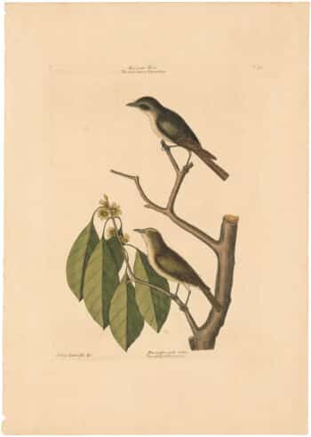 Catesby 1754, Vol. 1 Pl. 54, The Little Brown Flycatcher