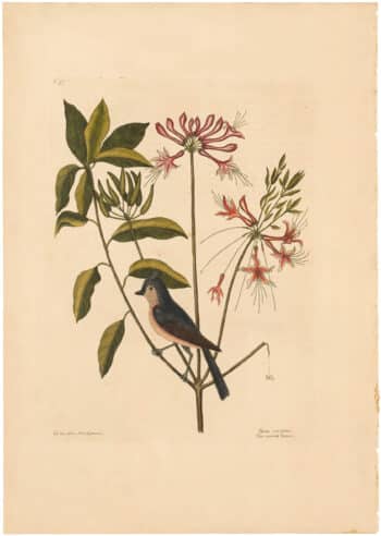 Catesby 1754, Vol. 1 Pl. 57, The Crested Titmouse