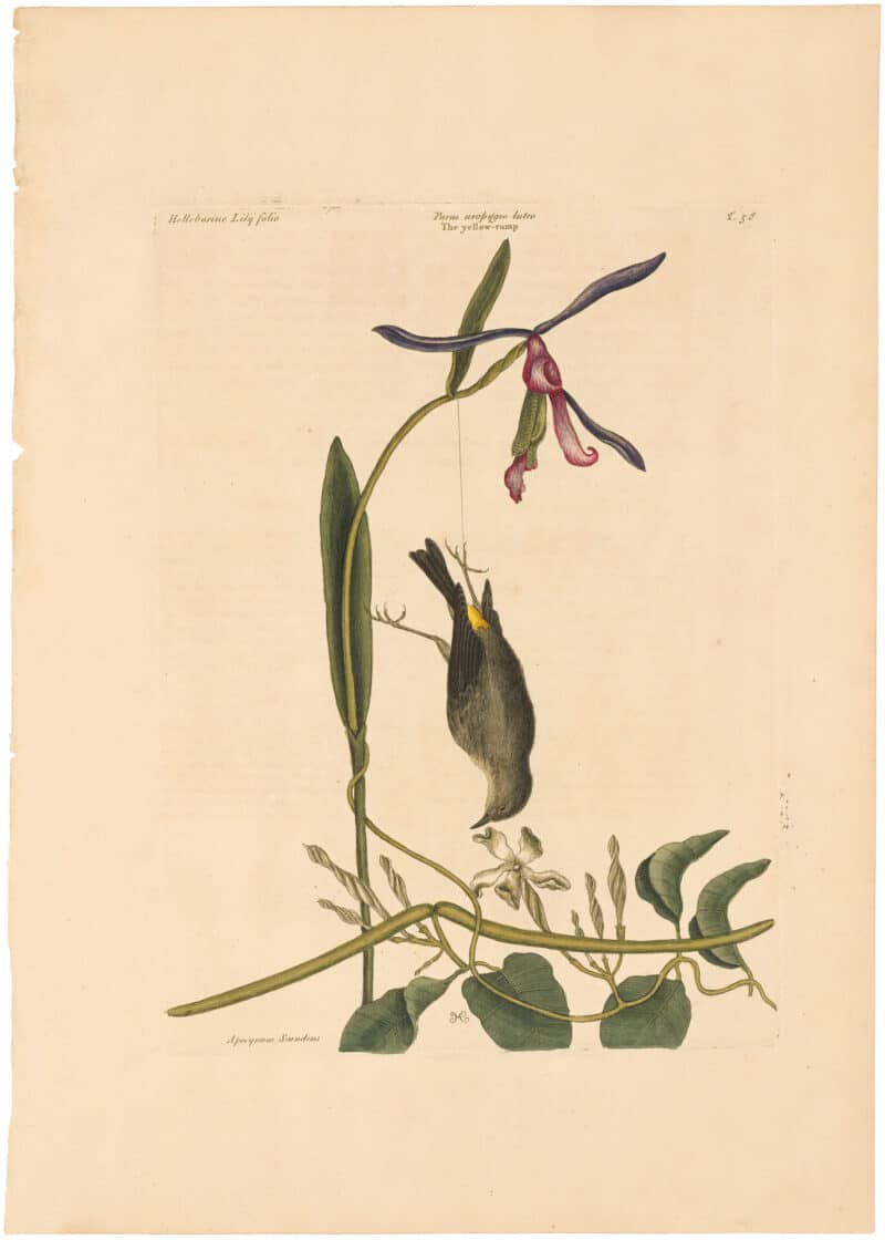 Catesby 1754, Vol. 1 Pl. 58, The Yellow Rump