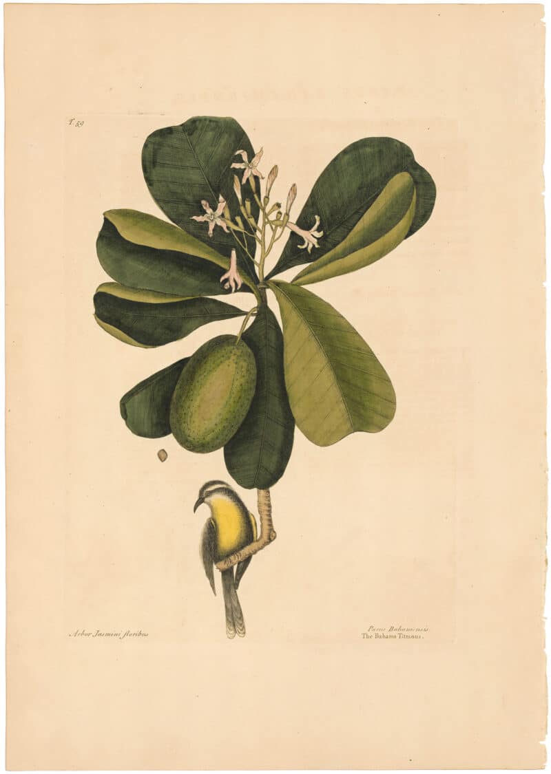 Catesby 1754, Vol. 1 Pl. 59, The Bahama Titmouse