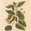 Catesby 1754, Vol. 1 Pl. 60, The Hooded Titmouse
