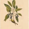 Catesby 1754, Vol. 1 Pl. 61, The Pine Creeper