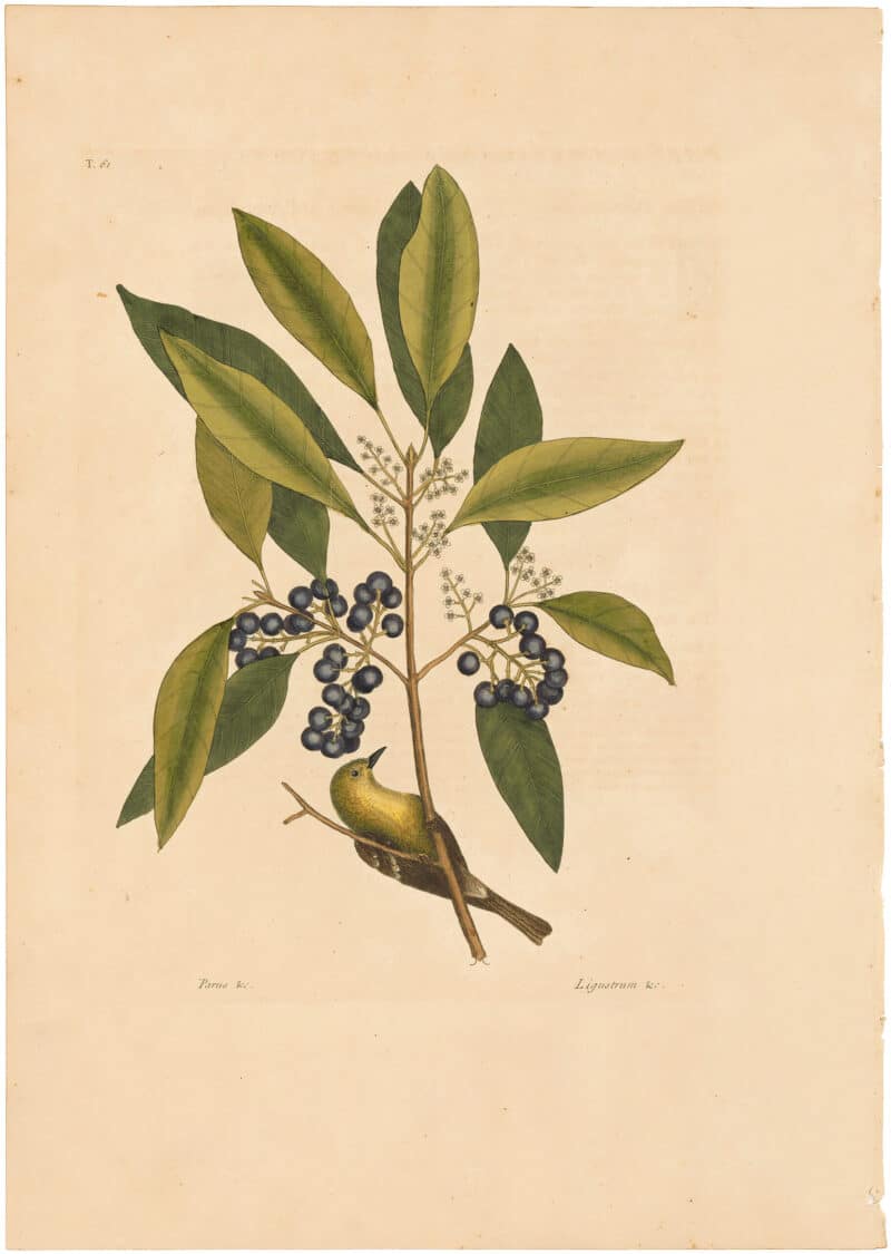 Catesby 1754, Vol. 1 Pl. 61, The Pine Creeper